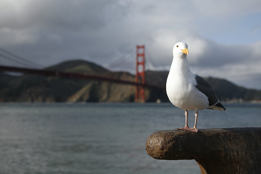 Golden Gate Bridge (San Francisco USA)