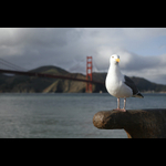 Golden Gate Bridge (San Francisco USA)